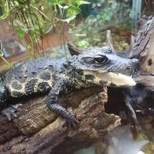 Reptilienzoo Happ