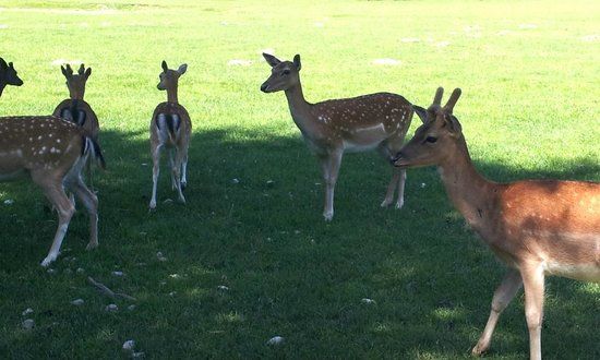 Tierpark Rosegg